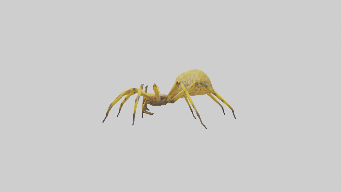3D model Golden OrbWeaver weaving web model VR / AR / low-poly
