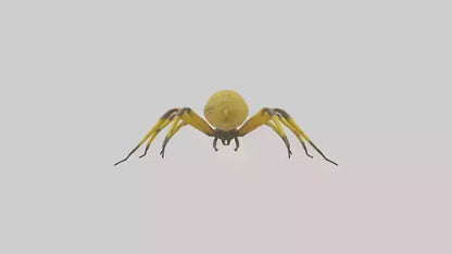 3D model Golden OrbWeaver weaving web model VR / AR / low-poly