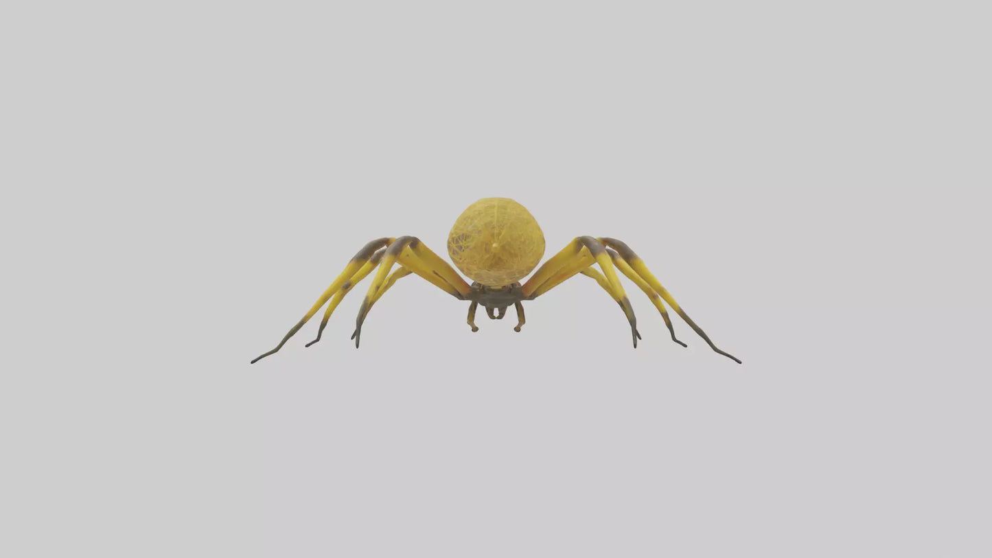 3D model Golden OrbWeaver weaving web model VR / AR / low-poly