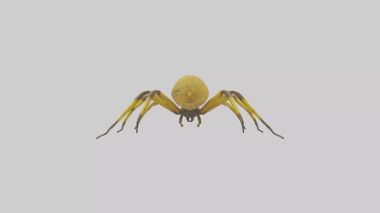 3D model Golden OrbWeaver weaving web model VR / AR / low-poly