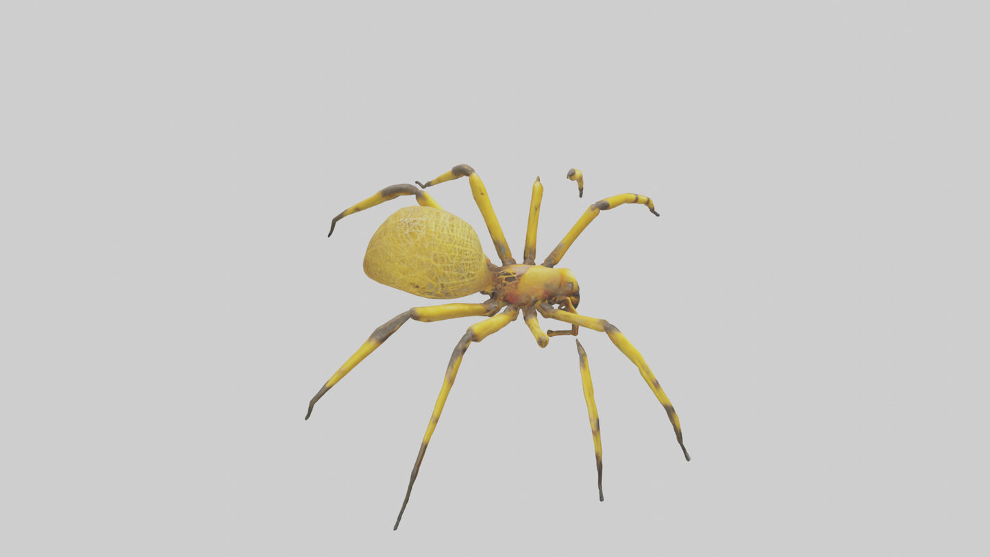 3D model Golden OrbWeaver weaving web model VR / AR / low-poly