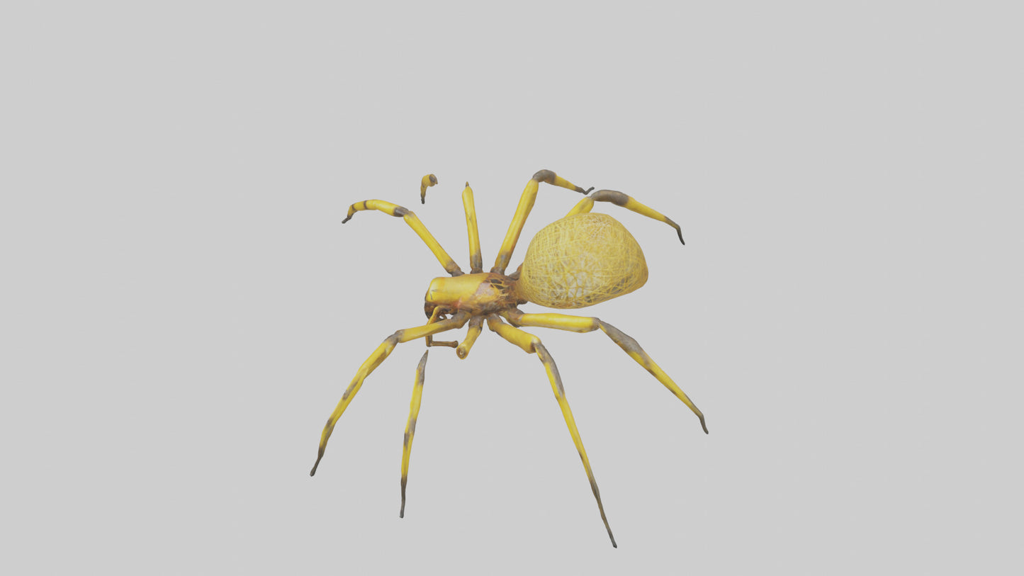 3D model Golden OrbWeaver weaving web model VR / AR / low-poly