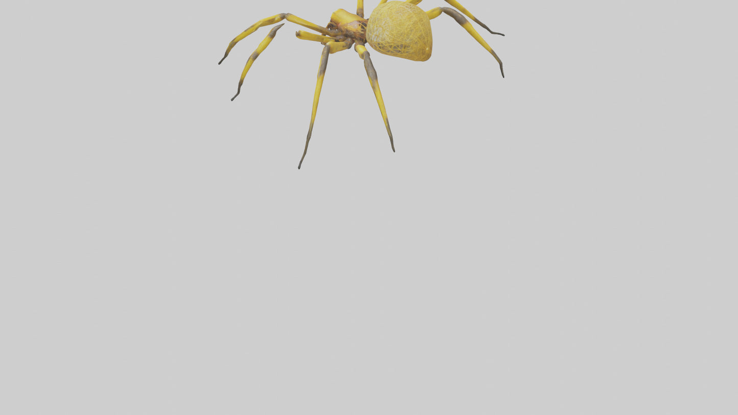3D model Golden OrbWeaver weaving web model VR / AR / low-poly