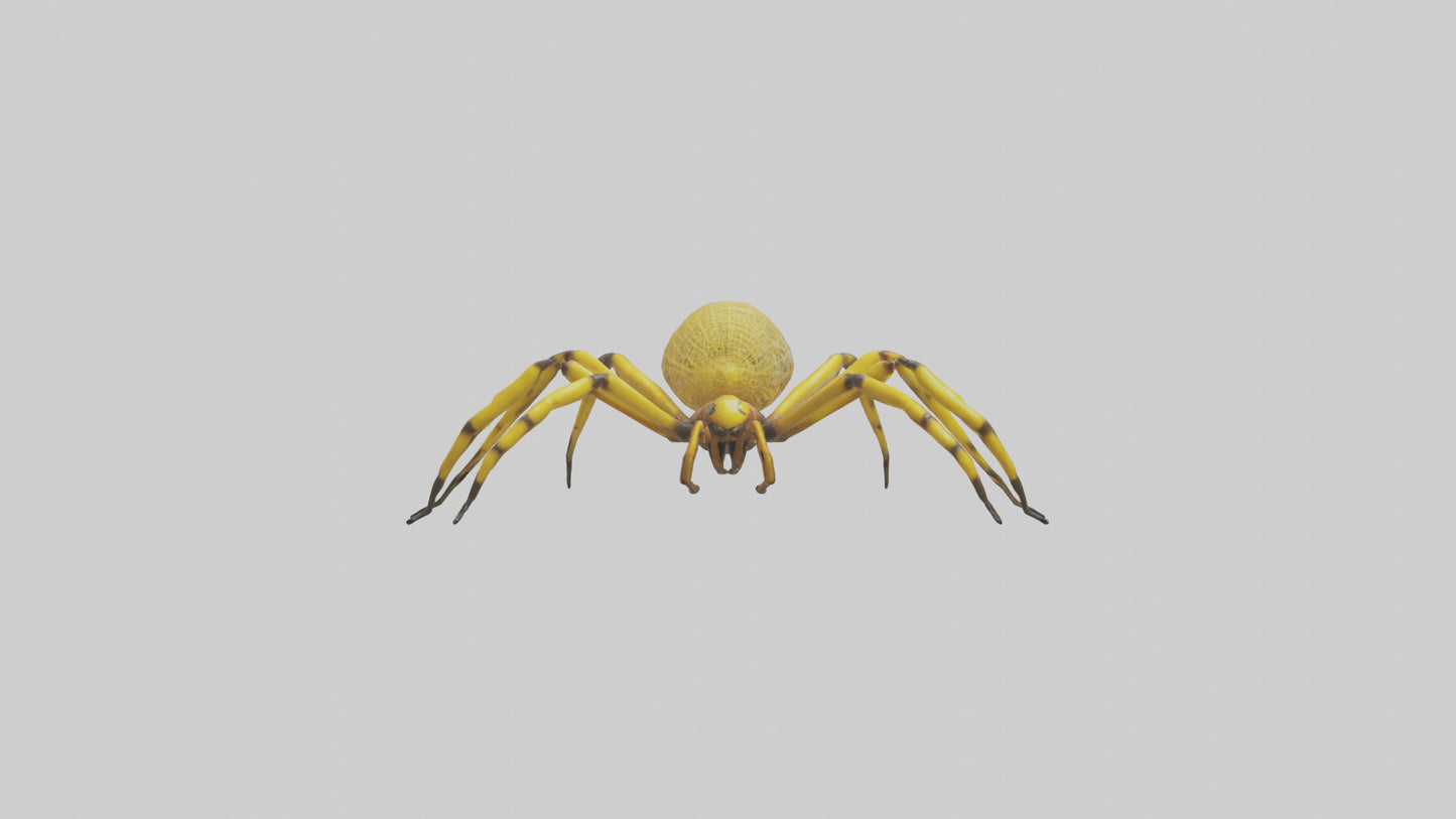 3D model Golden OrbWeaver weaving web model VR / AR / low-poly