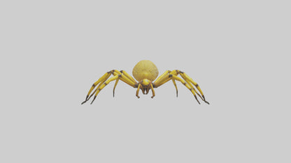 3D model Golden OrbWeaver weaving web model VR / AR / low-poly