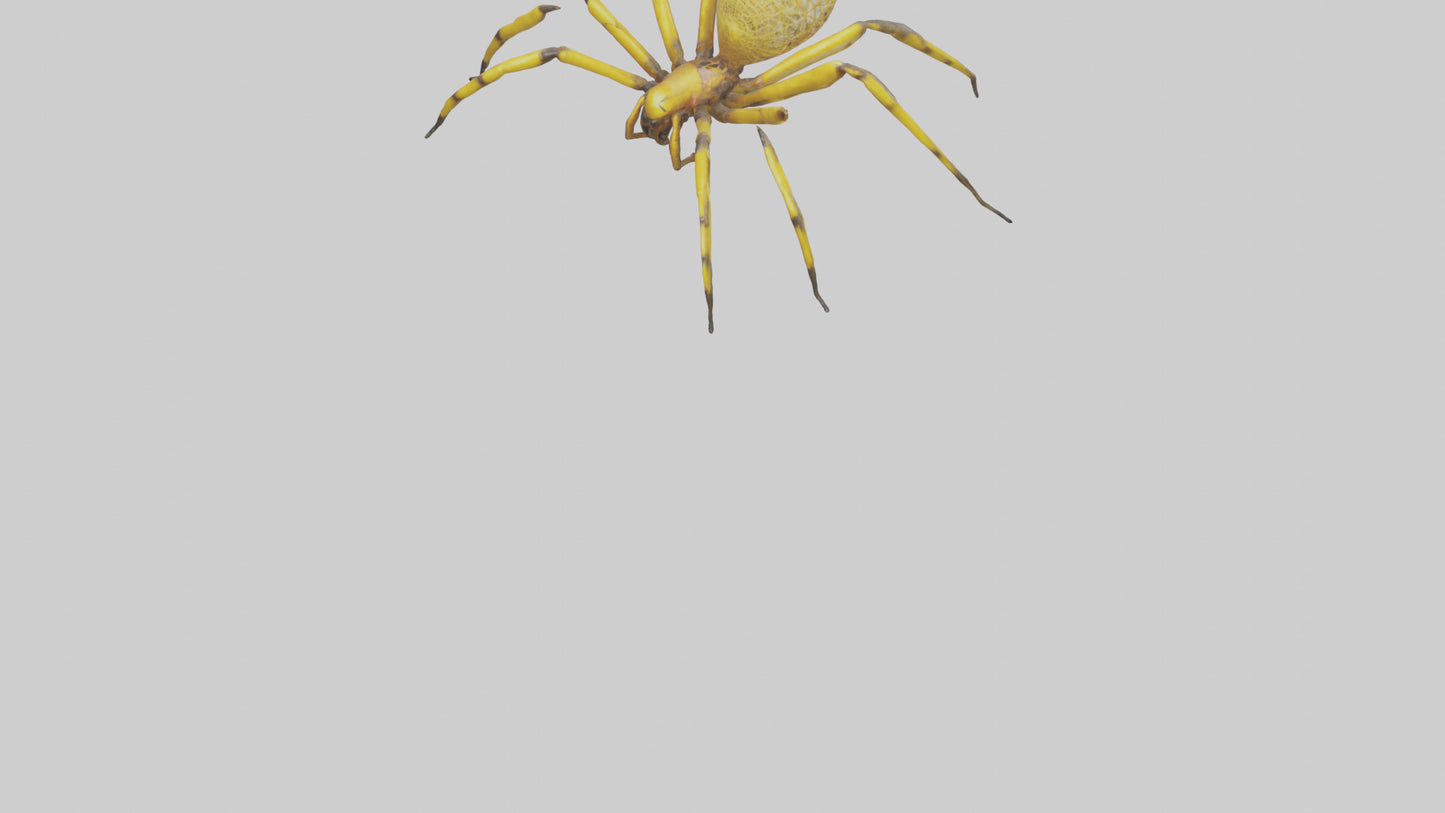 3D model Golden OrbWeaver weaving web model VR / AR / low-poly