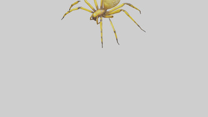 3D model Golden OrbWeaver weaving web model VR / AR / low-poly