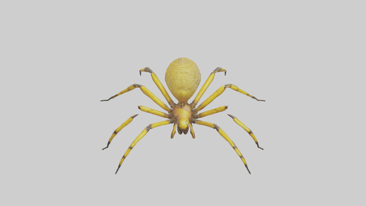3D model Golden OrbWeaver weaving web model VR / AR / low-poly