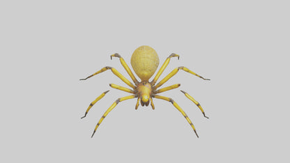3D model Golden OrbWeaver weaving web model VR / AR / low-poly