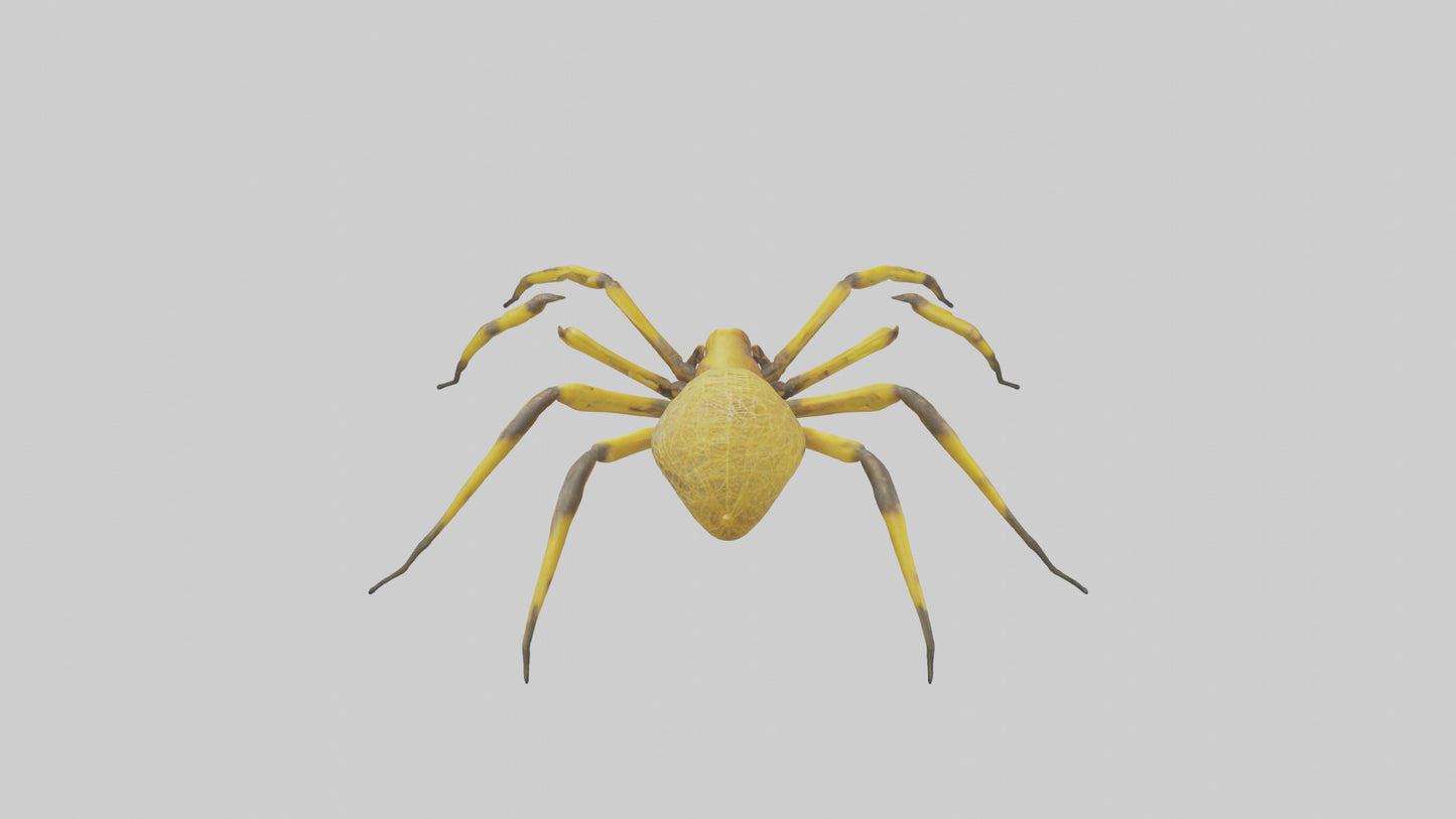 3D model Golden OrbWeaver weaving web model VR / AR / low-poly
