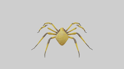 3D model Golden OrbWeaver weaving web model VR / AR / low-poly