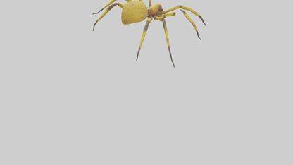 3D model Golden OrbWeaver weaving web model VR / AR / low-poly