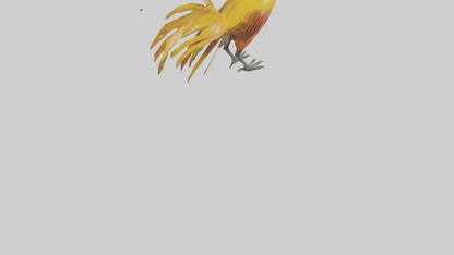 3D model Golden Pheasant displaying model VR / AR / low-poly