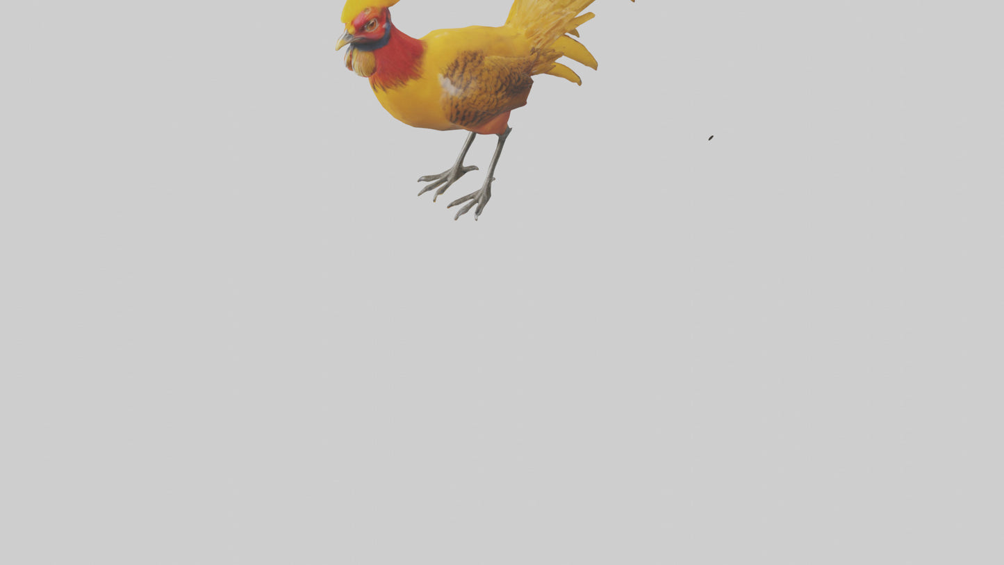 3D model Golden Pheasant displaying model VR / AR / low-poly