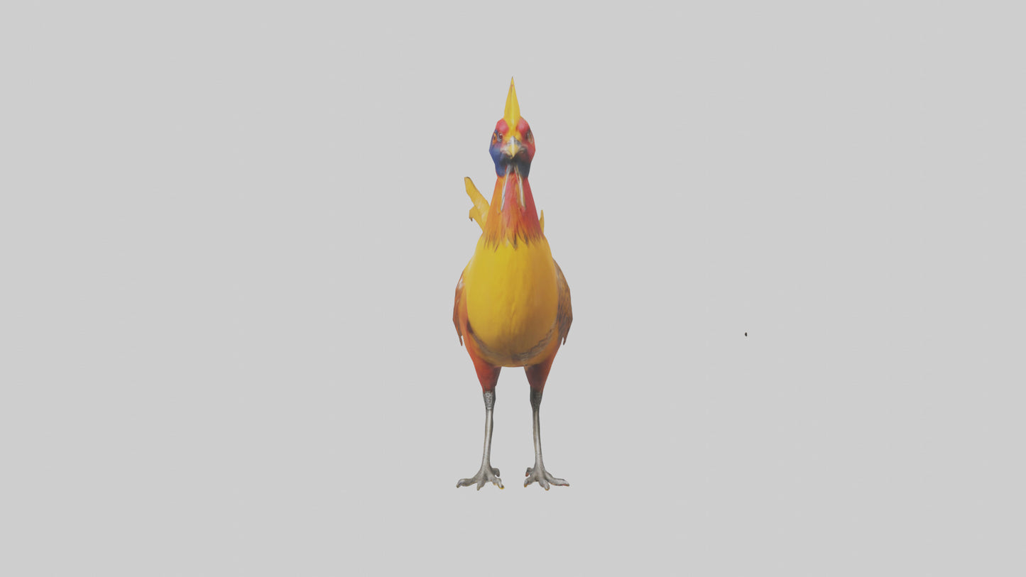 3D model Golden Pheasant displaying model VR / AR / low-poly