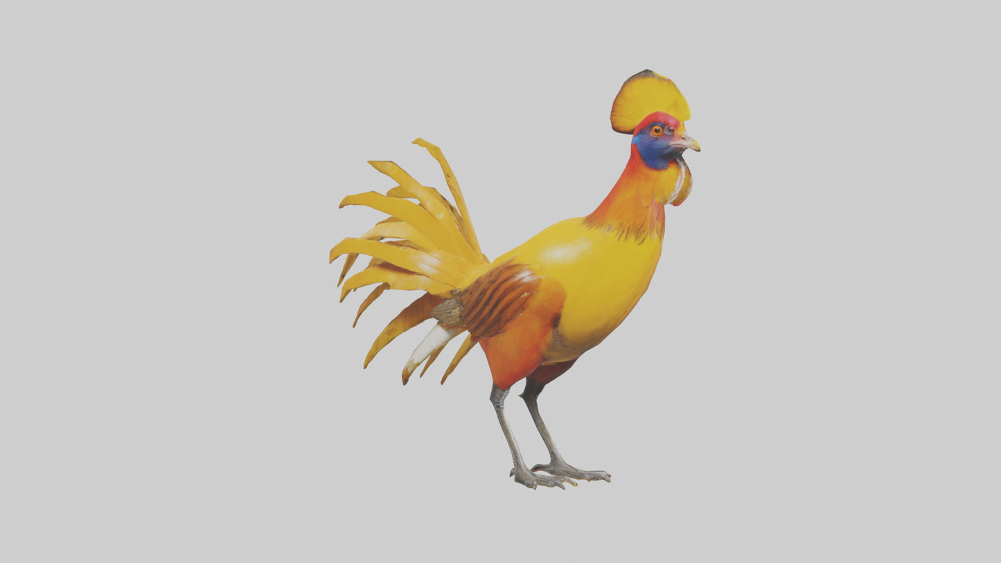 3D model Golden Pheasant displaying model VR / AR / low-poly
