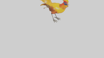 3D model Golden Pheasant displaying model VR / AR / low-poly