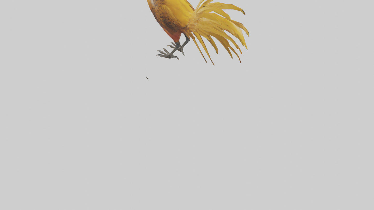 3D model Golden Pheasant displaying model VR / AR / low-poly