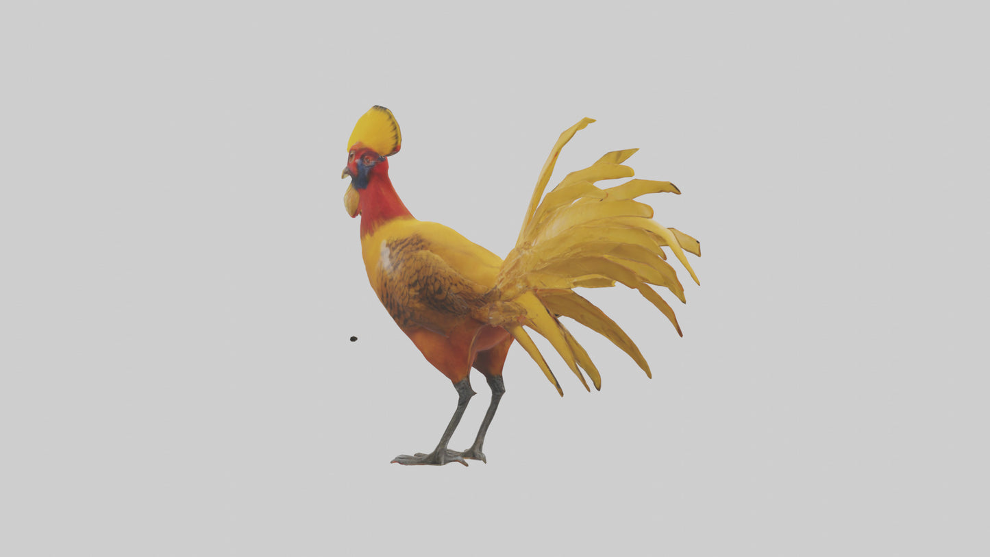 3D model Golden Pheasant displaying model VR / AR / low-poly