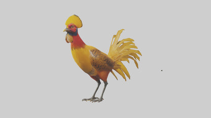 3D model Golden Pheasant displaying model VR / AR / low-poly