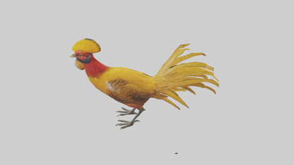 3D model Golden Pheasant displaying model VR / AR / low-poly