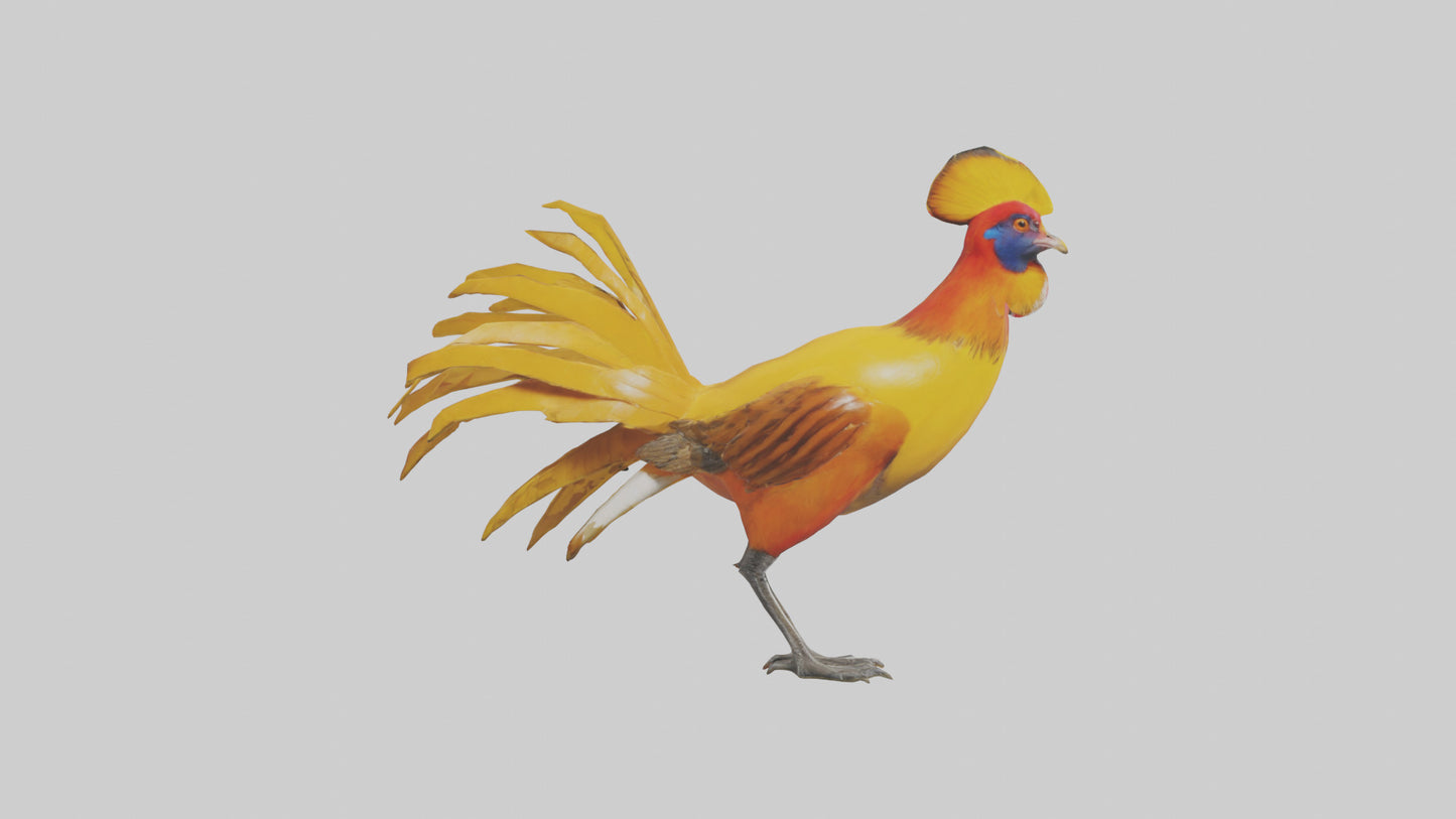 3D model Golden Pheasant displaying model VR / AR / low-poly