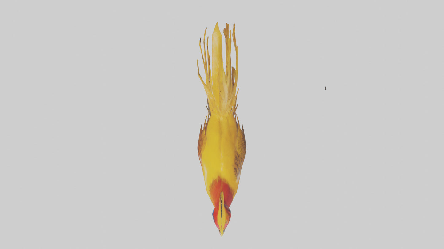 3D model Golden Pheasant displaying model VR / AR / low-poly