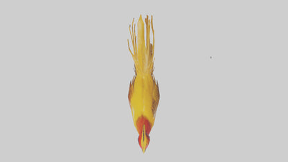 3D model Golden Pheasant displaying model VR / AR / low-poly