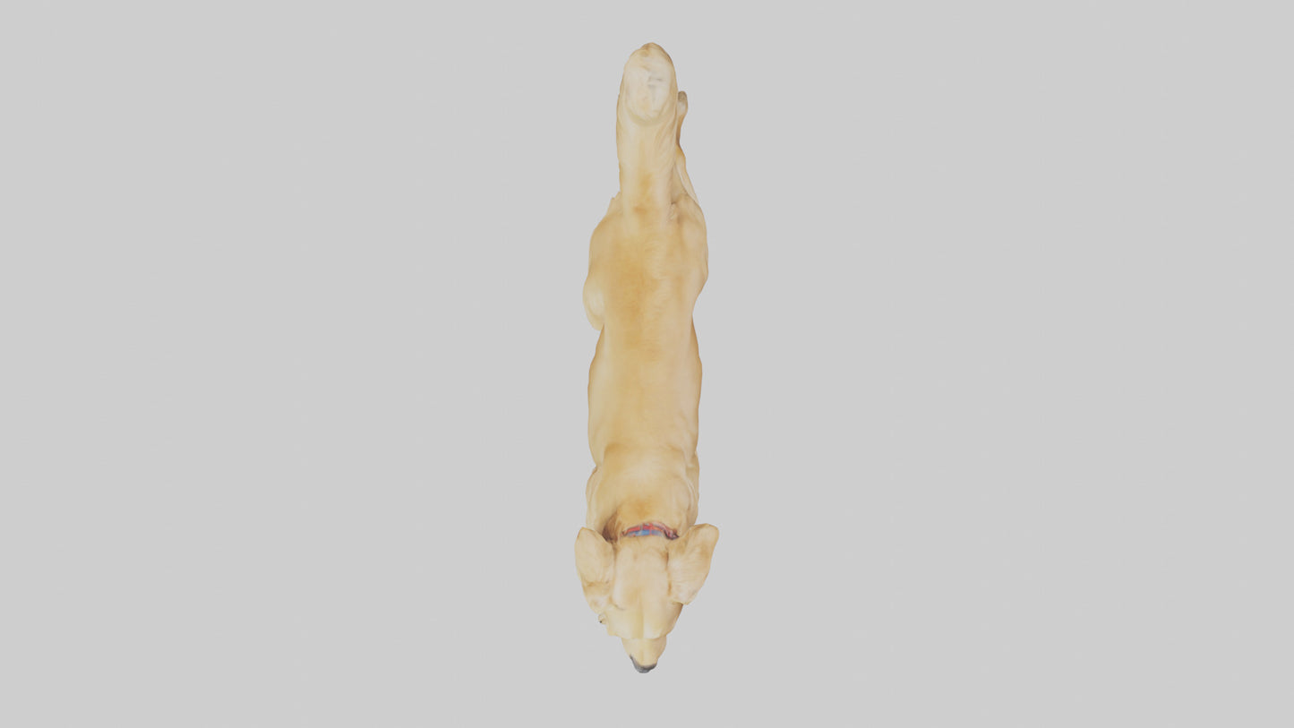 3D model Golden Retriever running model VR / AR / low-poly