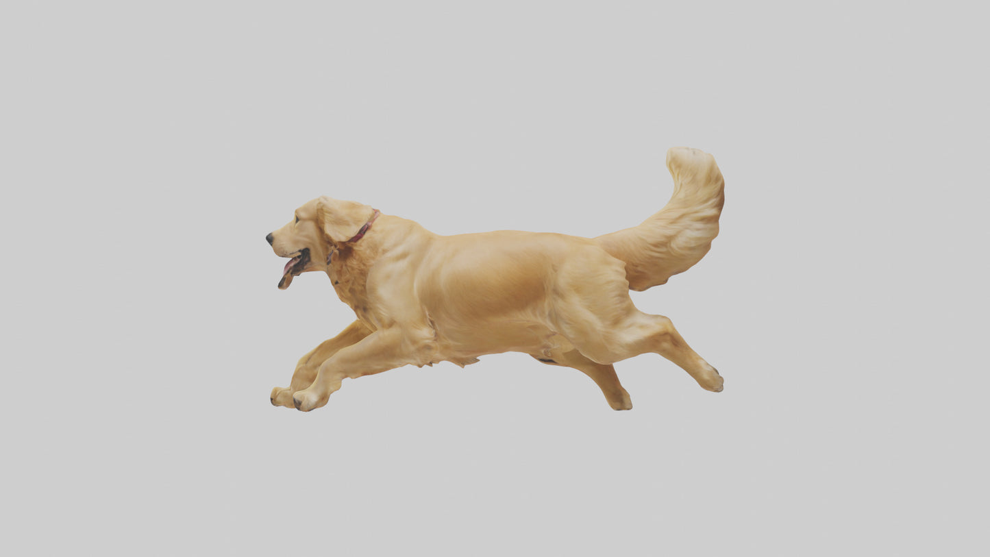 3D model Golden Retriever running model VR / AR / low-poly