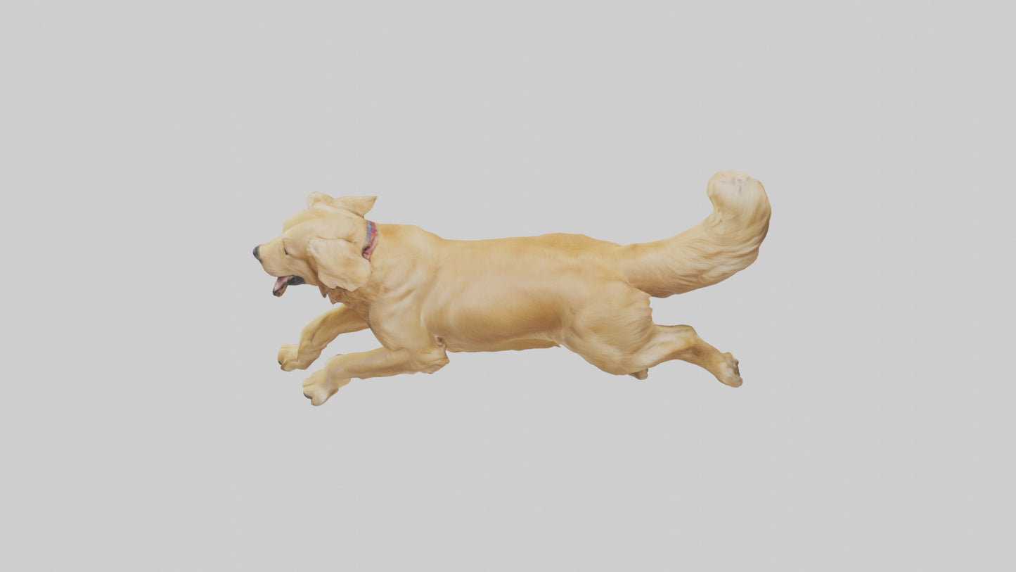 3D model Golden Retriever running model VR / AR / low-poly
