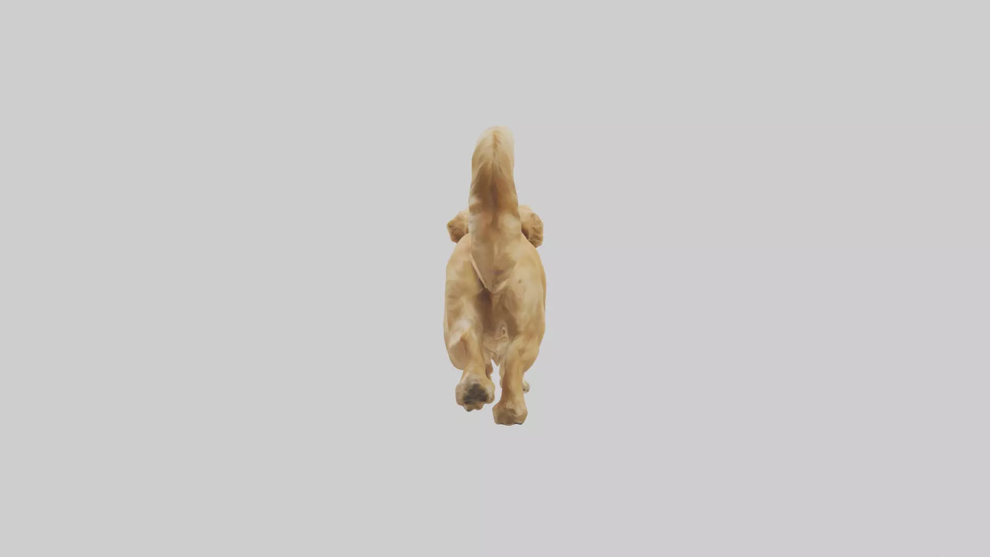 3D model Golden Retriever running model VR / AR / low-poly