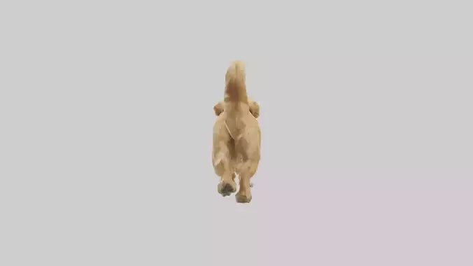 3D model Golden Retriever running model VR / AR / low-poly