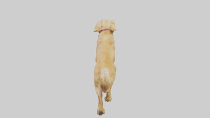 3D model Golden Retriever running model VR / AR / low-poly