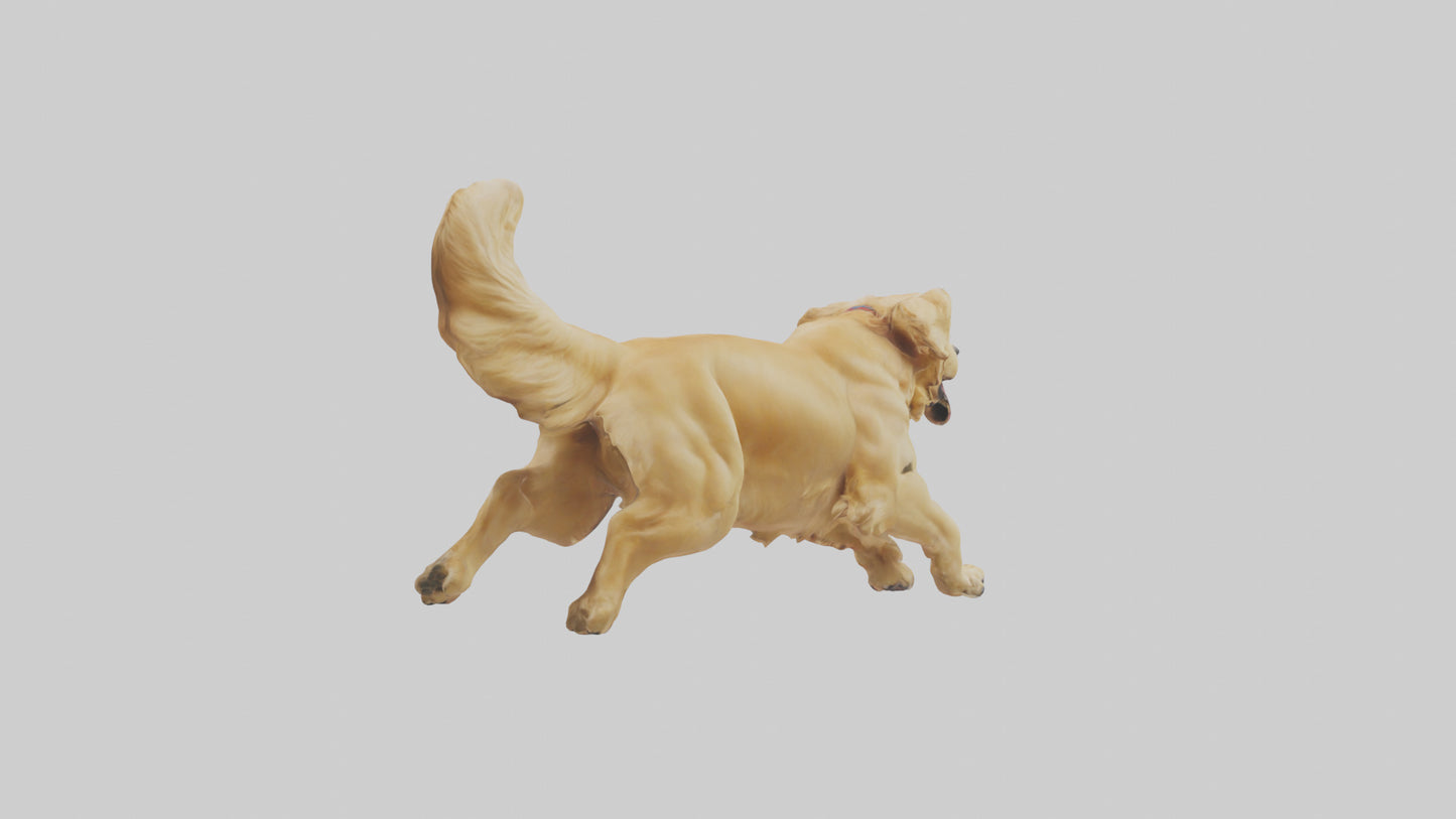 3D model Golden Retriever running model VR / AR / low-poly