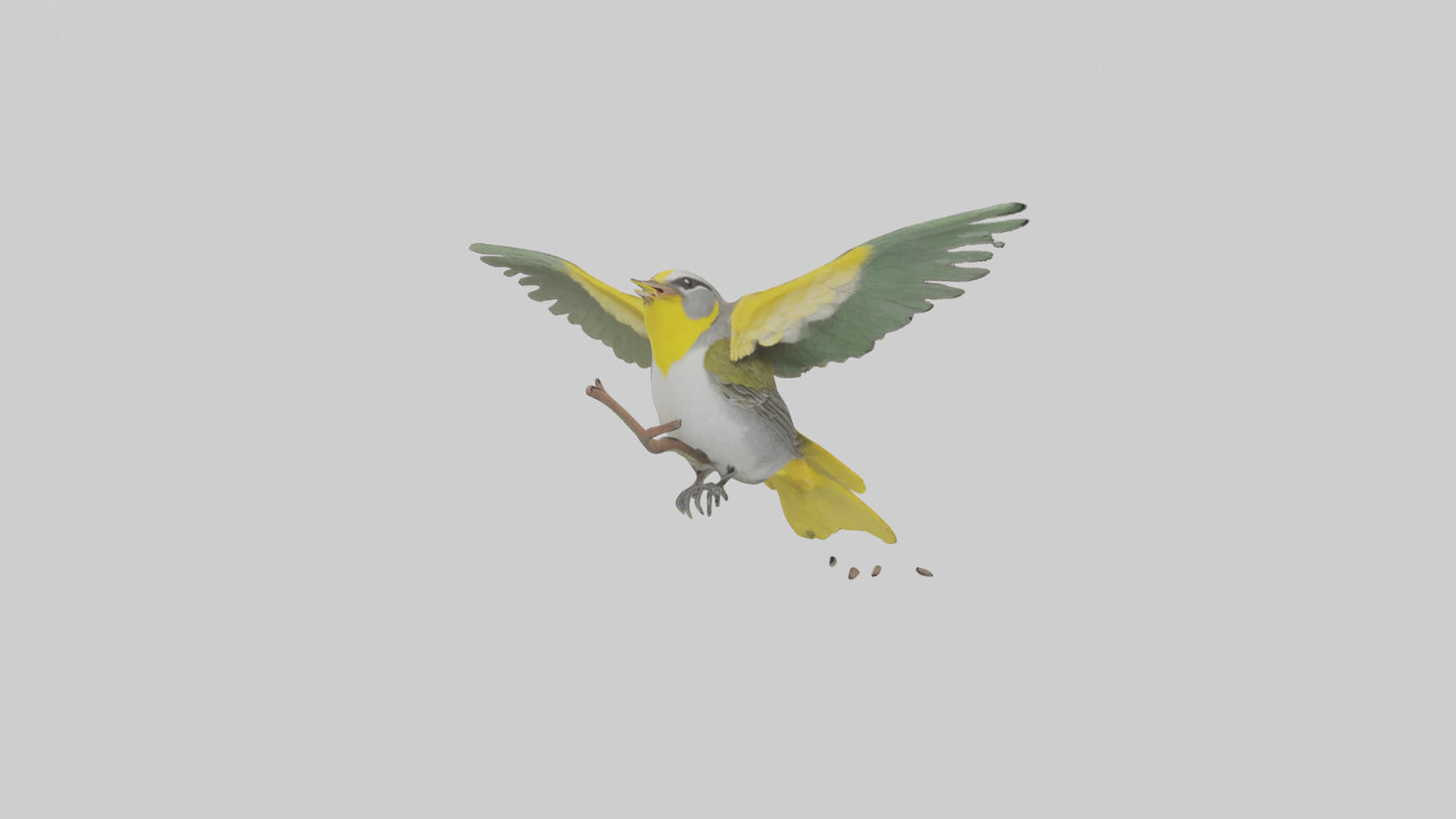 3D model Goldenwinged Warbler singing model VR / AR / low-poly