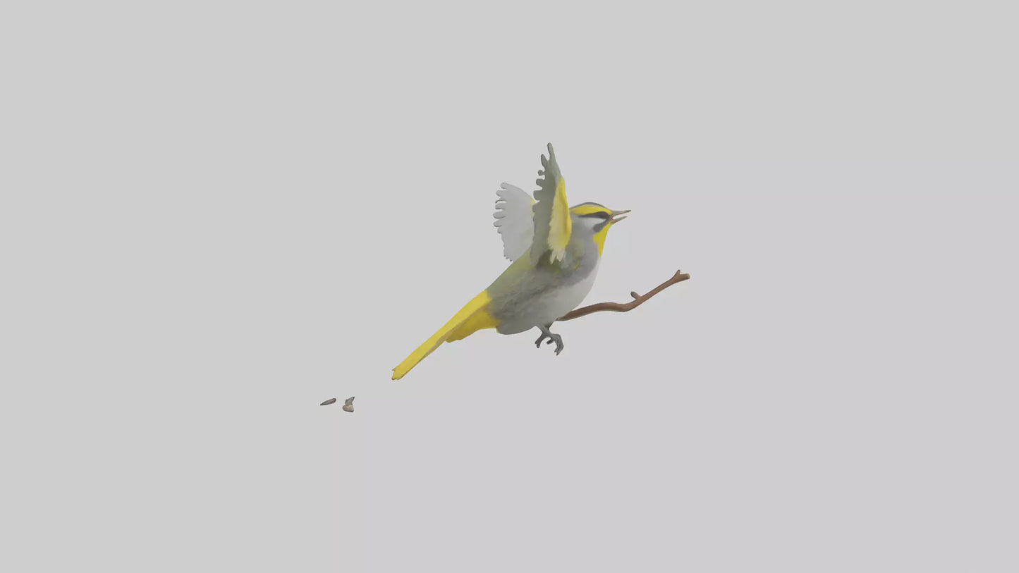 3D model Goldenwinged Warbler singing model VR / AR / low-poly