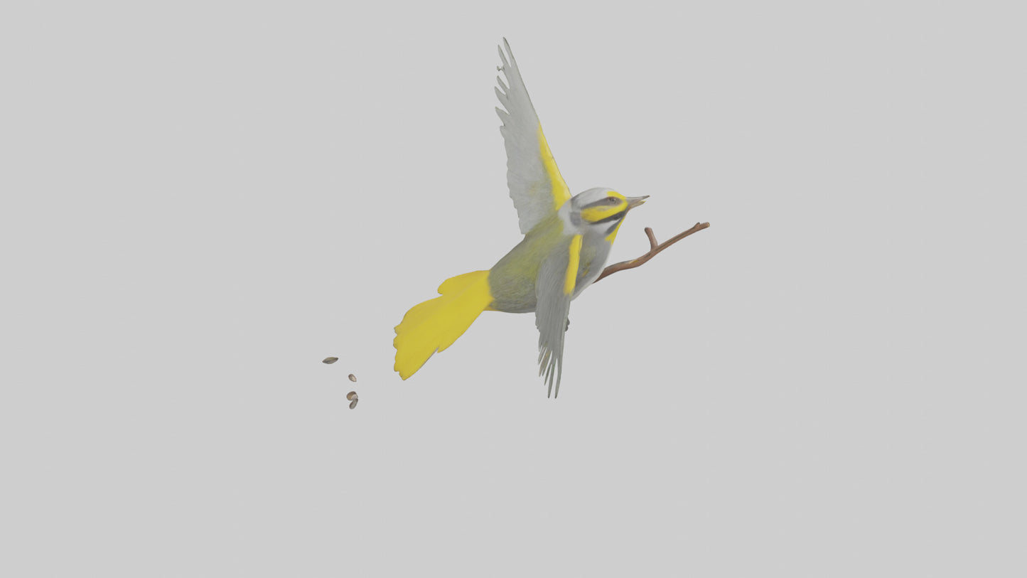 3D model Goldenwinged Warbler singing model VR / AR / low-poly