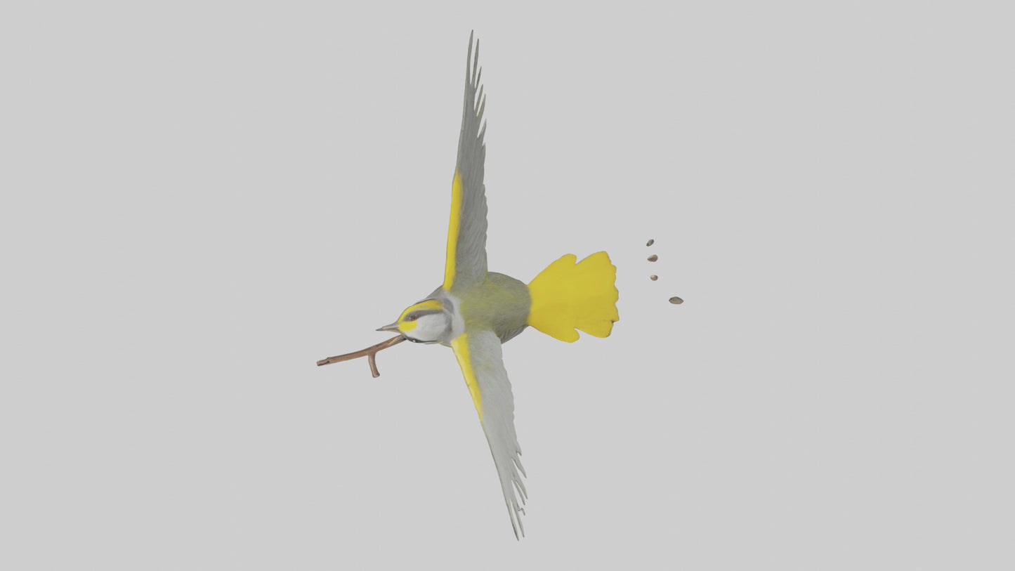 3D model Goldenwinged Warbler singing model VR / AR / low-poly