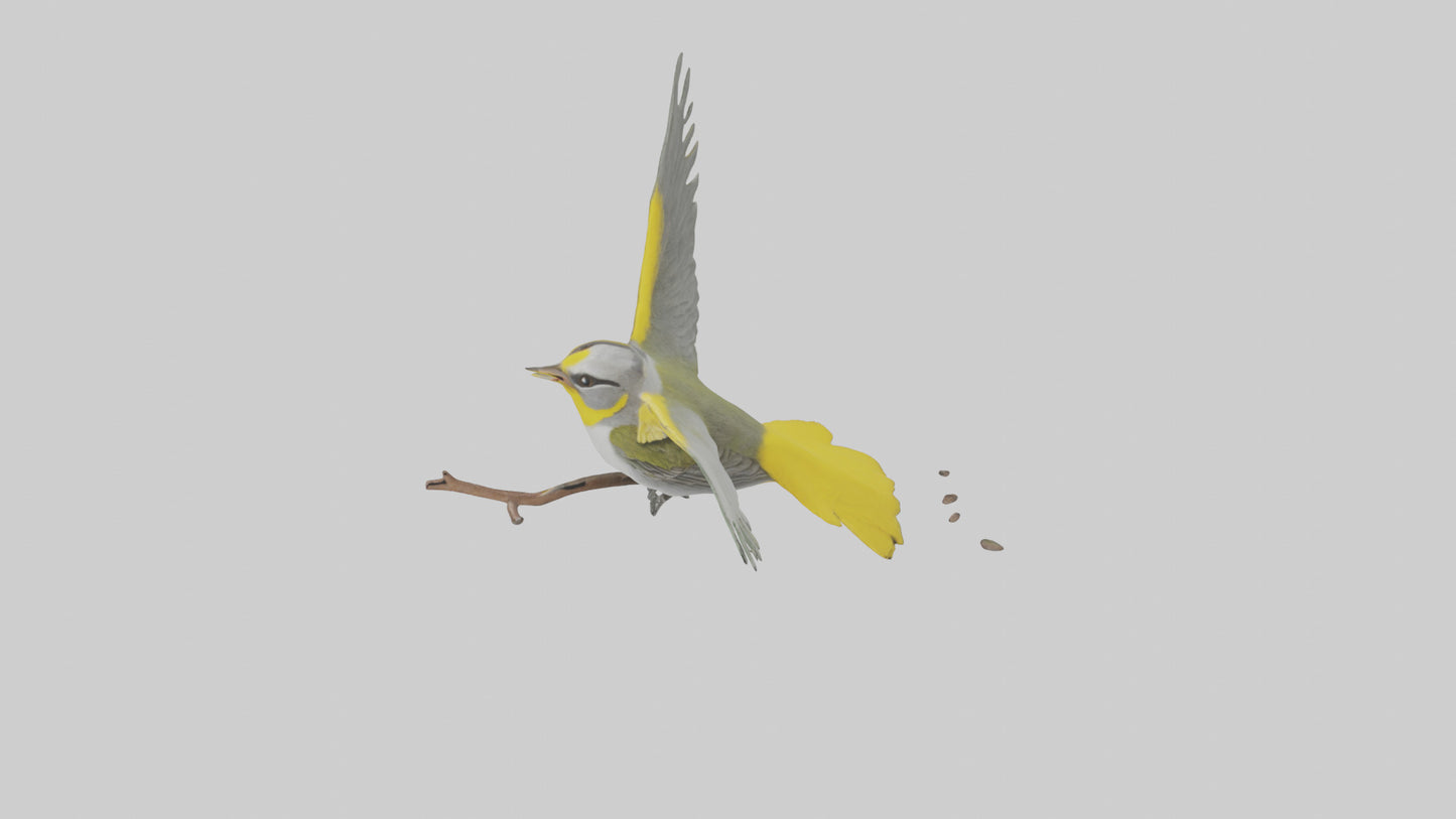 3D model Goldenwinged Warbler singing model VR / AR / low-poly