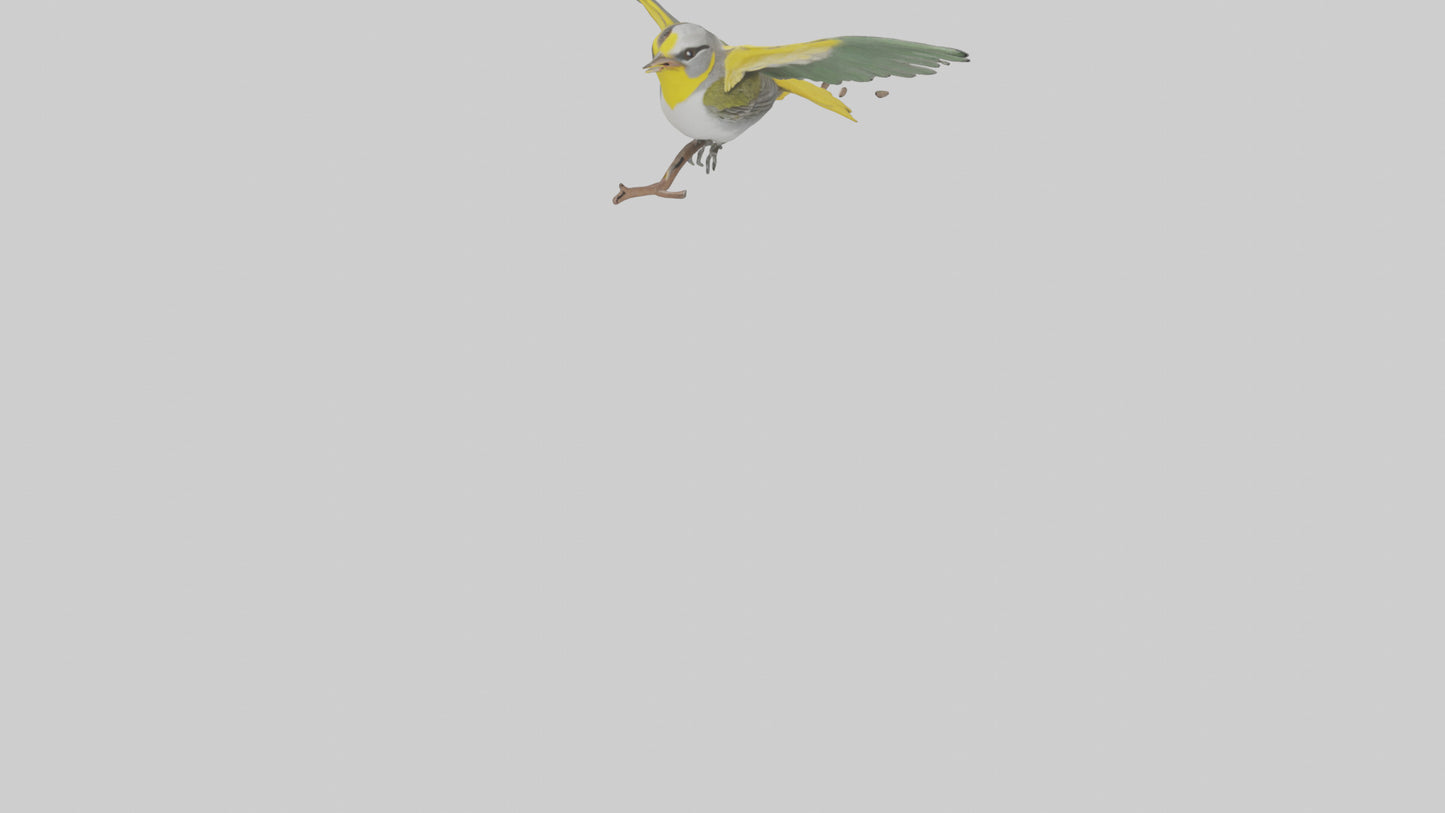3D model Goldenwinged Warbler singing model VR / AR / low-poly