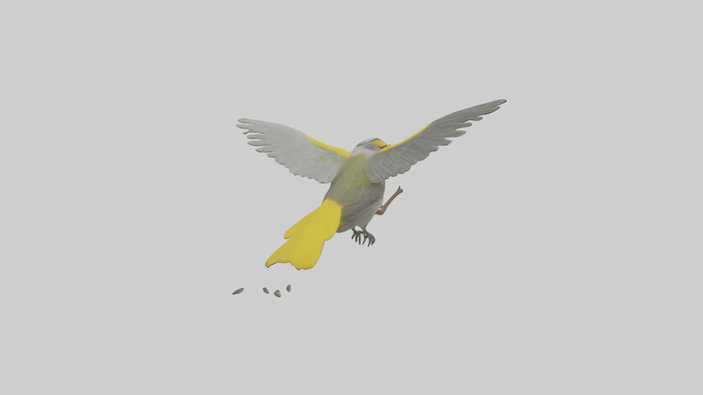 3D model Goldenwinged Warbler singing model VR / AR / low-poly
