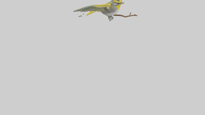 3D model Goldenwinged Warbler singing model VR / AR / low-poly