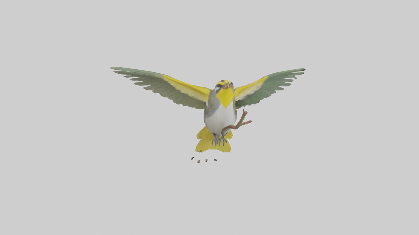3D model Goldenwinged Warbler singing model VR / AR / low-poly