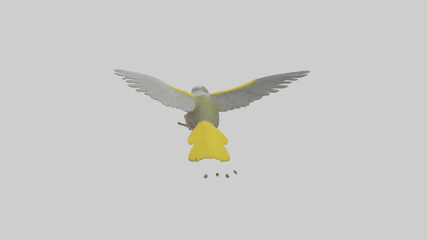 3D model Goldenwinged Warbler singing model VR / AR / low-poly