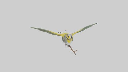 3D model Goldenwinged Warbler singing model VR / AR / low-poly