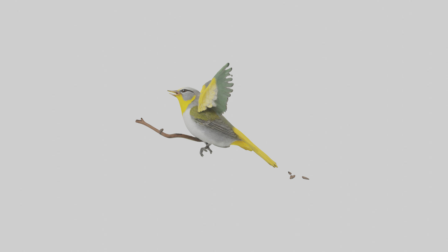 3D model Goldenwinged Warbler singing model VR / AR / low-poly