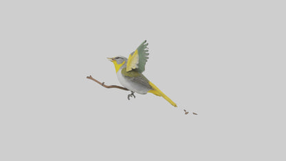 3D model Goldenwinged Warbler singing model VR / AR / low-poly