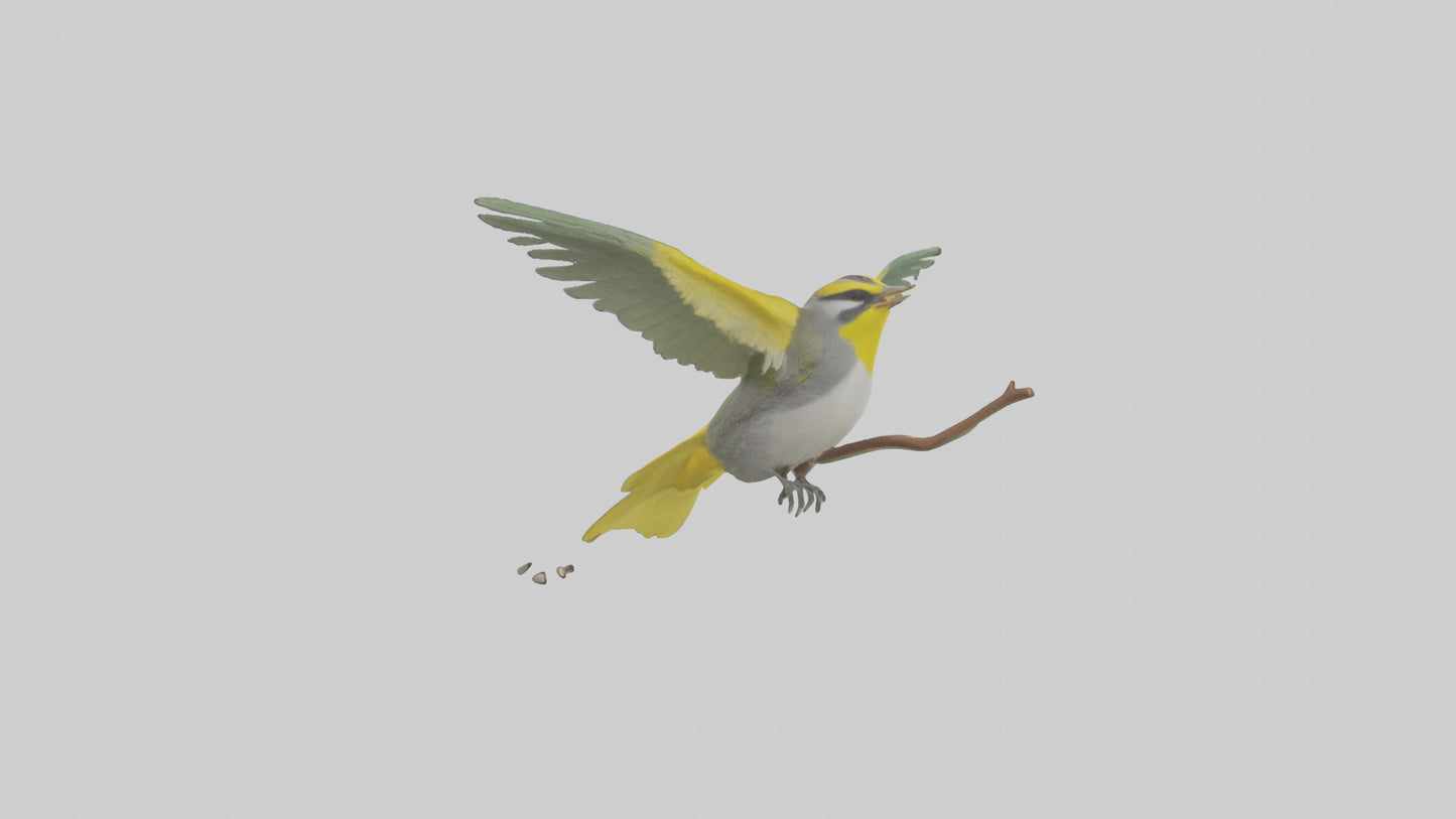 3D model Goldenwinged Warbler singing model VR / AR / low-poly