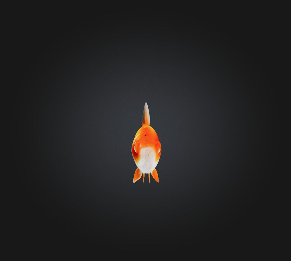 3D model Goldfish VR / AR / low-poly